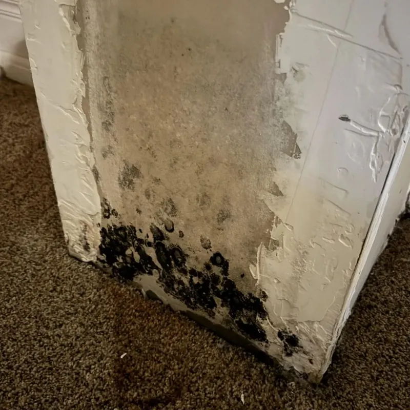 Professional Mold Removal in Haysville, KS